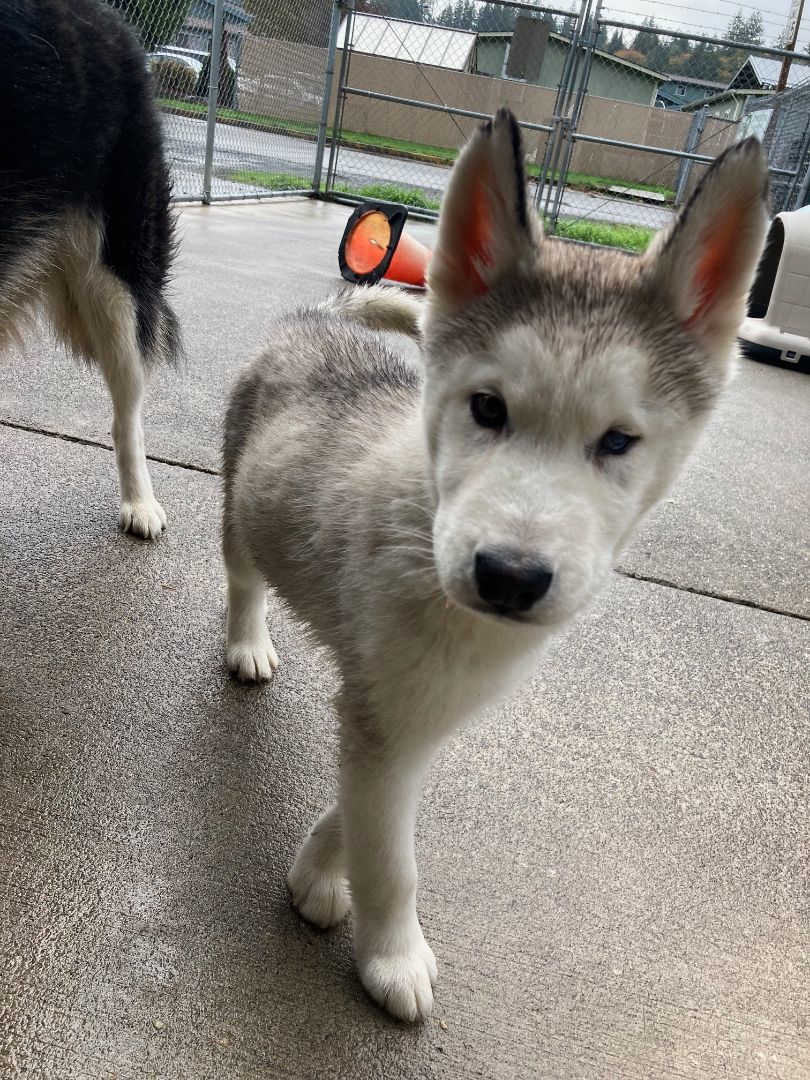 Enlarge Miracle, a Adopted Siberian Husky in Shelton, WA image 1/6