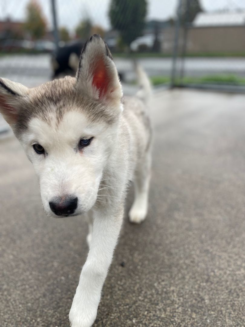 Miracle, Adopted, Puppy Male Siberian Husky.