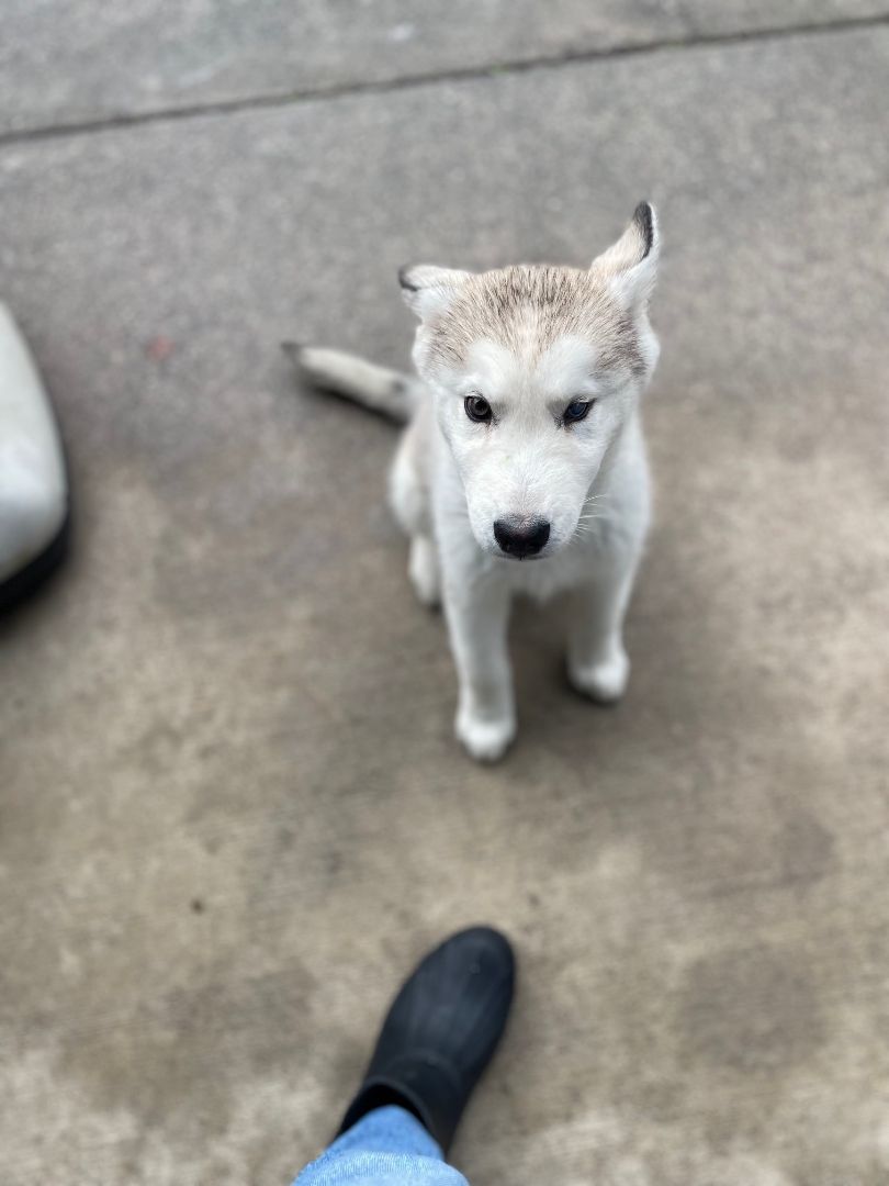 Enlarge Miracle, a Adopted Siberian Husky in Shelton, WA image 3/6