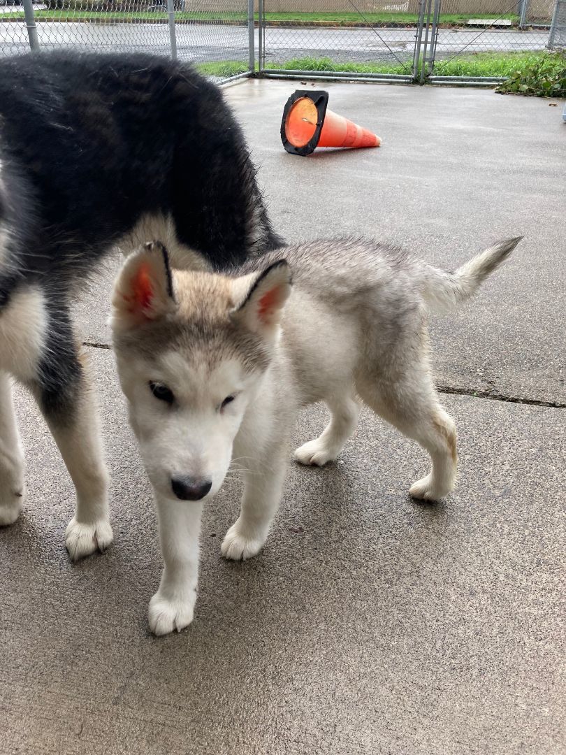 Enlarge Miracle, a Adopted Siberian Husky in Shelton, WA image 4/6