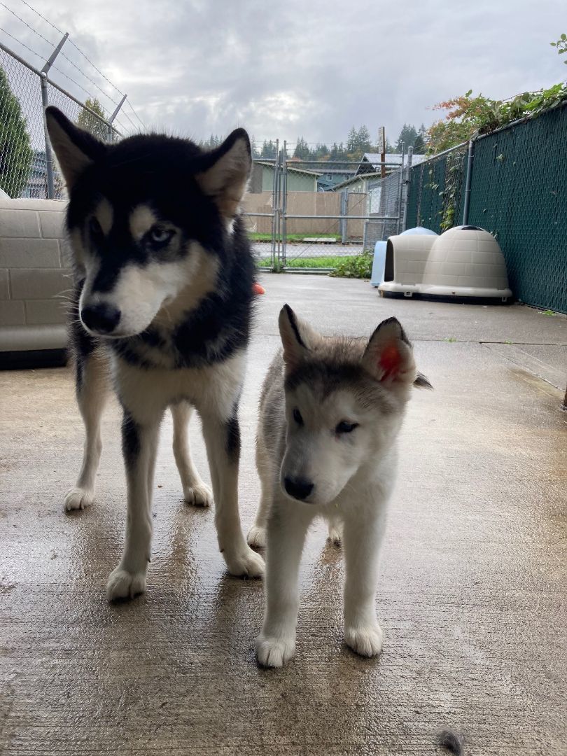 Enlarge Miracle, a Adopted Siberian Husky in Shelton, WA image 5/6