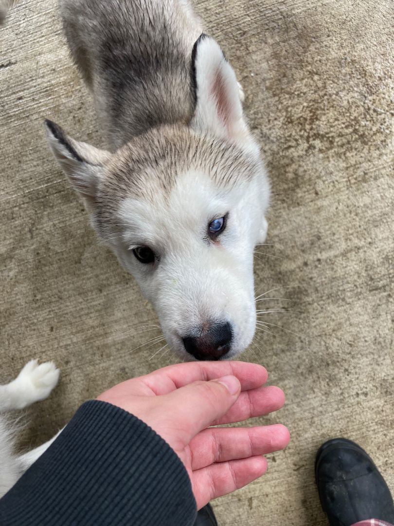 Enlarge Miracle, a Adopted Siberian Husky in Shelton, WA image 6/6