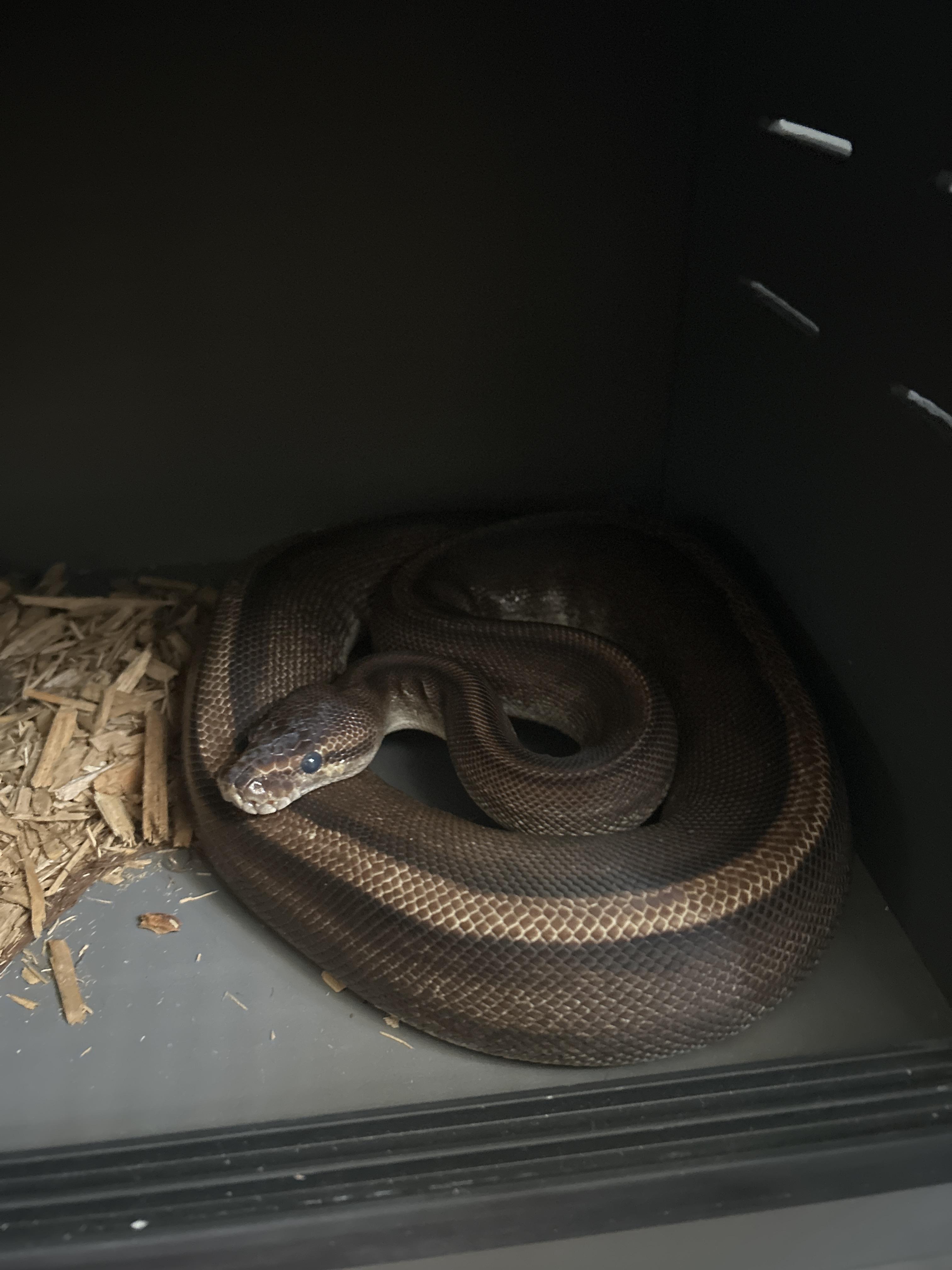 Enlarge Stripes Ball Python, a Adoptable Ball Python in Concord, CA image 1/1