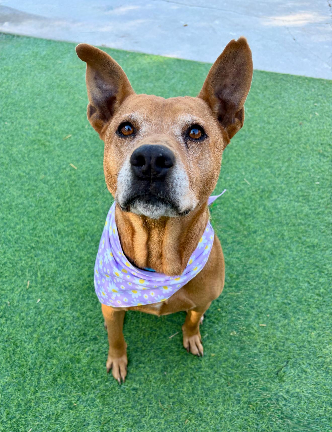 Enlarge  Rosella "Rose", the sweetest blossom, a Adoptable mixed breed in Hagerstown, MD image 6/6