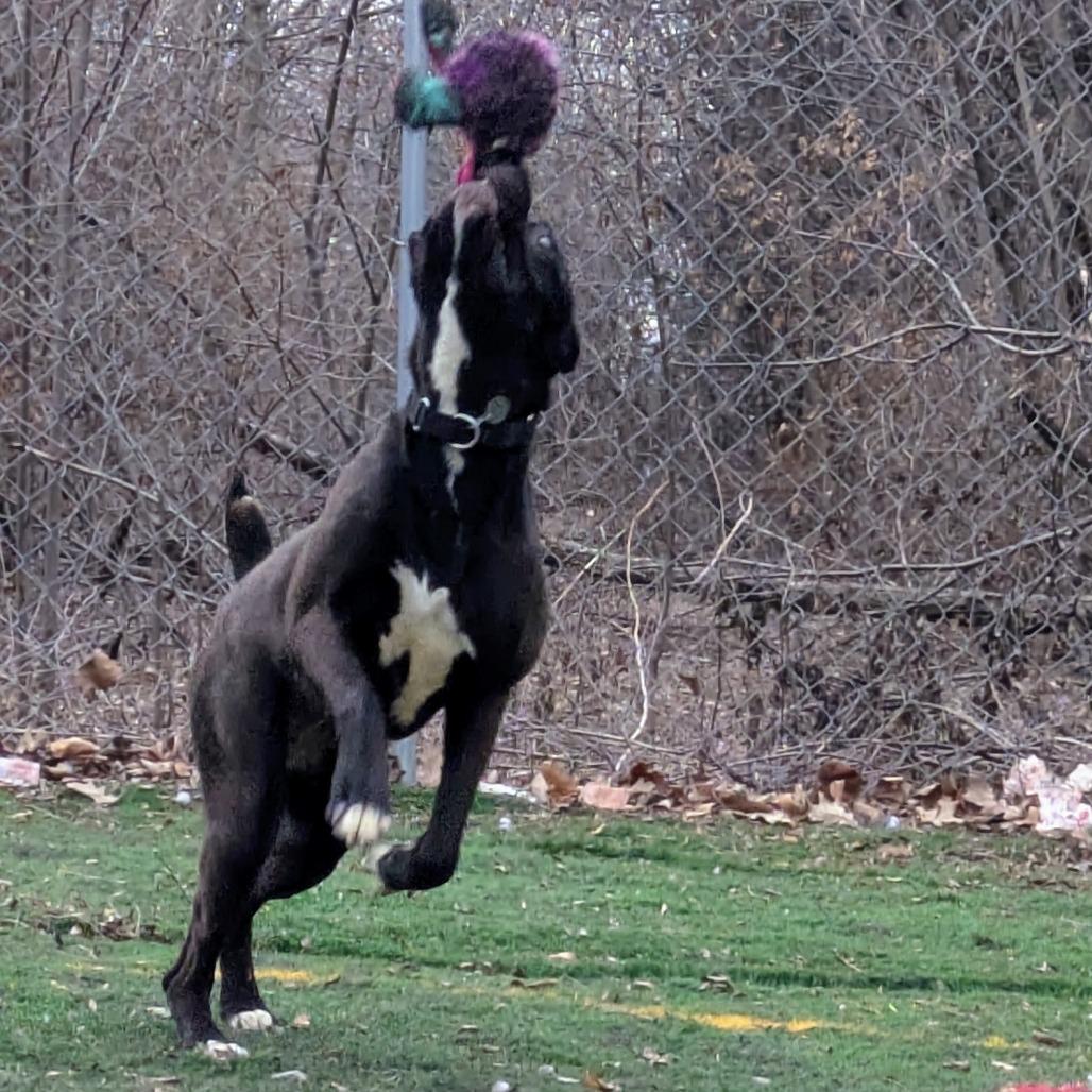 Enlarge Lilo, a Adoptable mixed breed in Oak Park, IL image 1/6