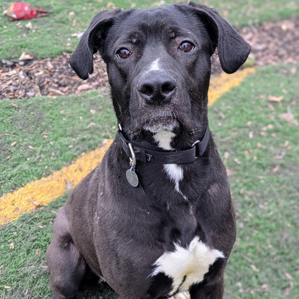 Enlarge Lilo, a Adoptable mixed breed in Oak Park, IL image 2/6