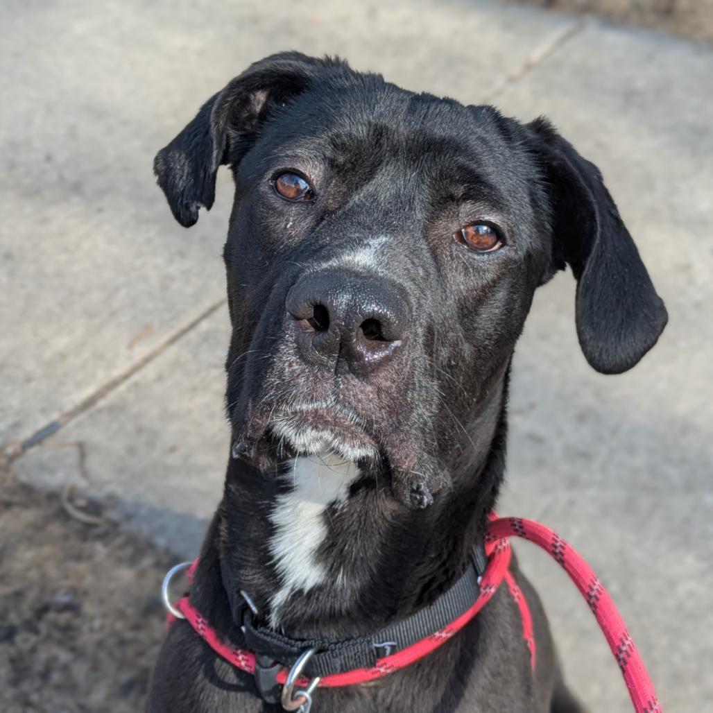 Enlarge Lilo, a Adoptable mixed breed in Oak Park, IL image 3/6