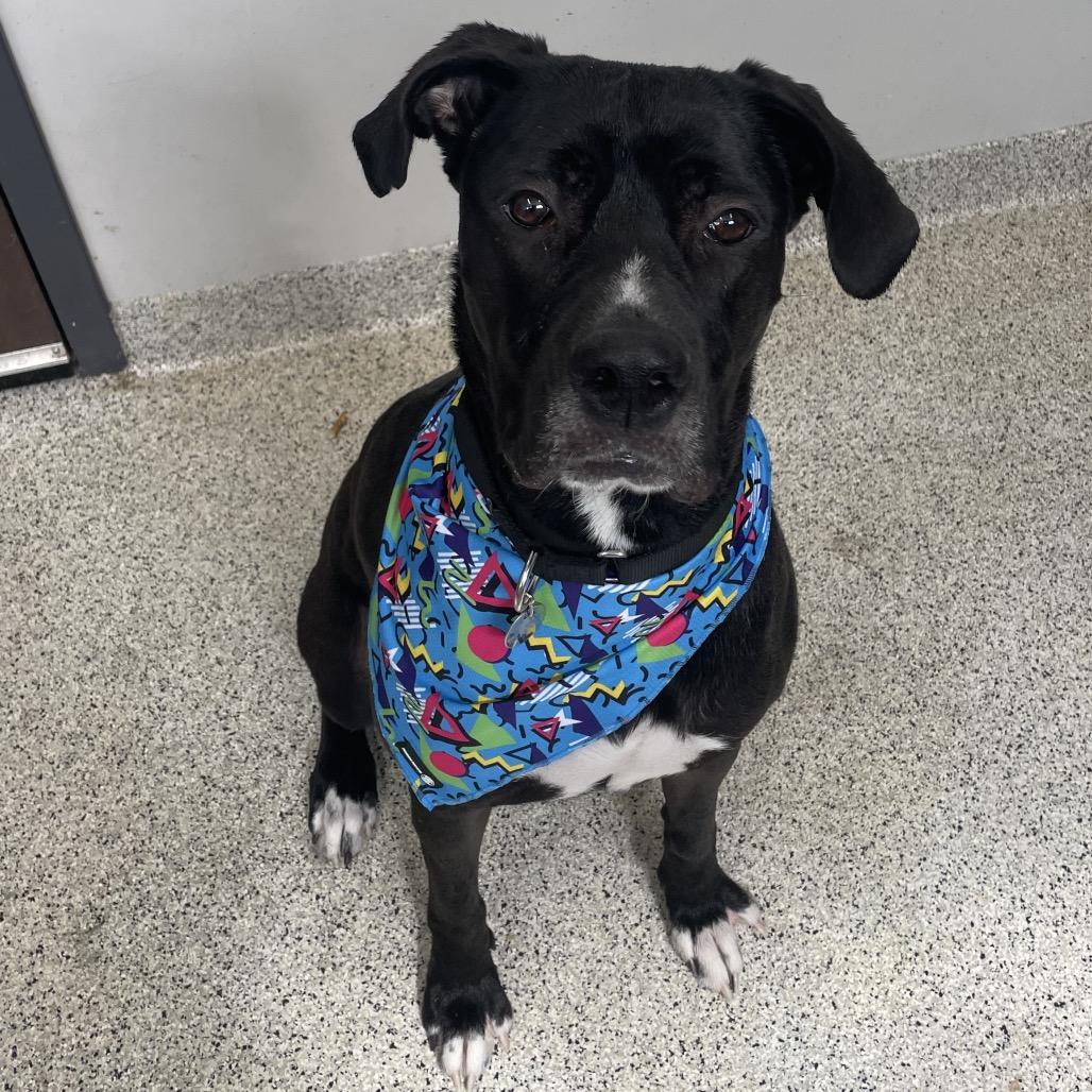 Enlarge Lilo, a Adoptable mixed breed in Oak Park, IL image 4/6