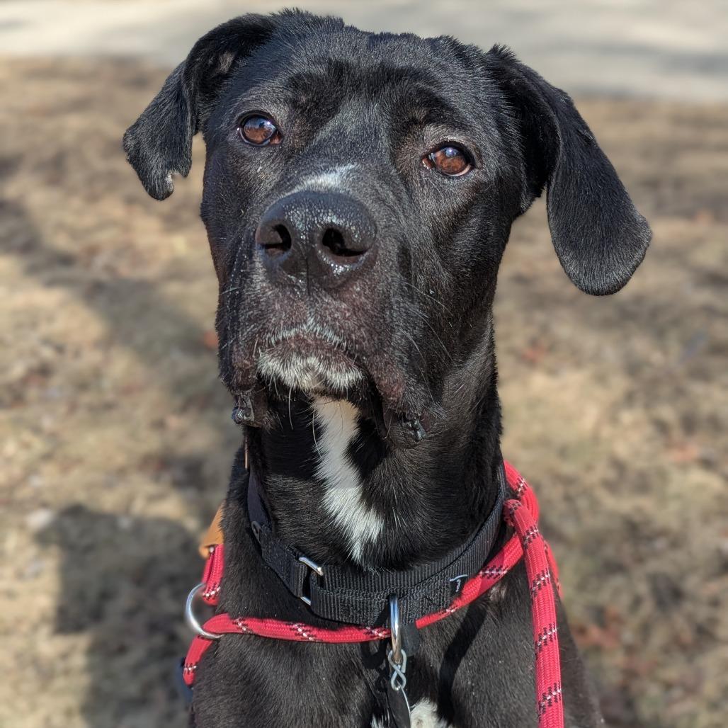 Enlarge Lilo, a Adoptable mixed breed in Oak Park, IL image 5/6