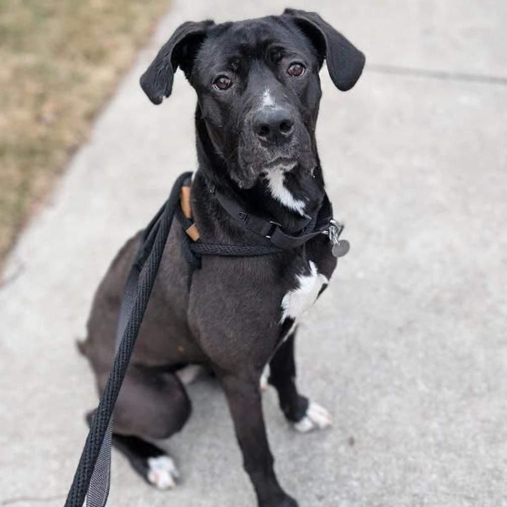 Enlarge Lilo, a Adoptable mixed breed in Oak Park, IL image 6/6