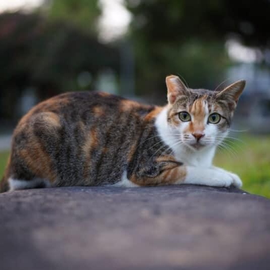 Enlarge Barn Cats, an adoptable mixed breed in Eagle, CO image 2/6