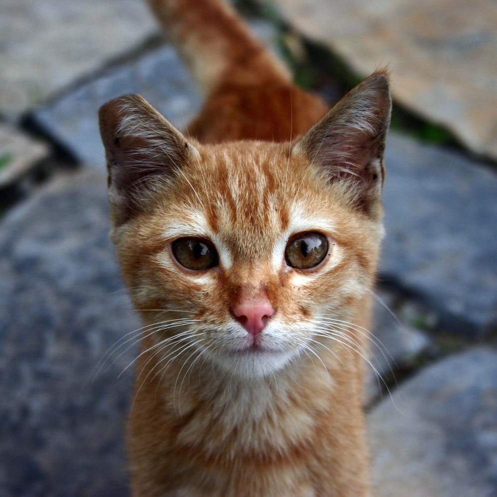 Enlarge Barn Cats, an adoptable mixed breed in Eagle, CO image 1/6