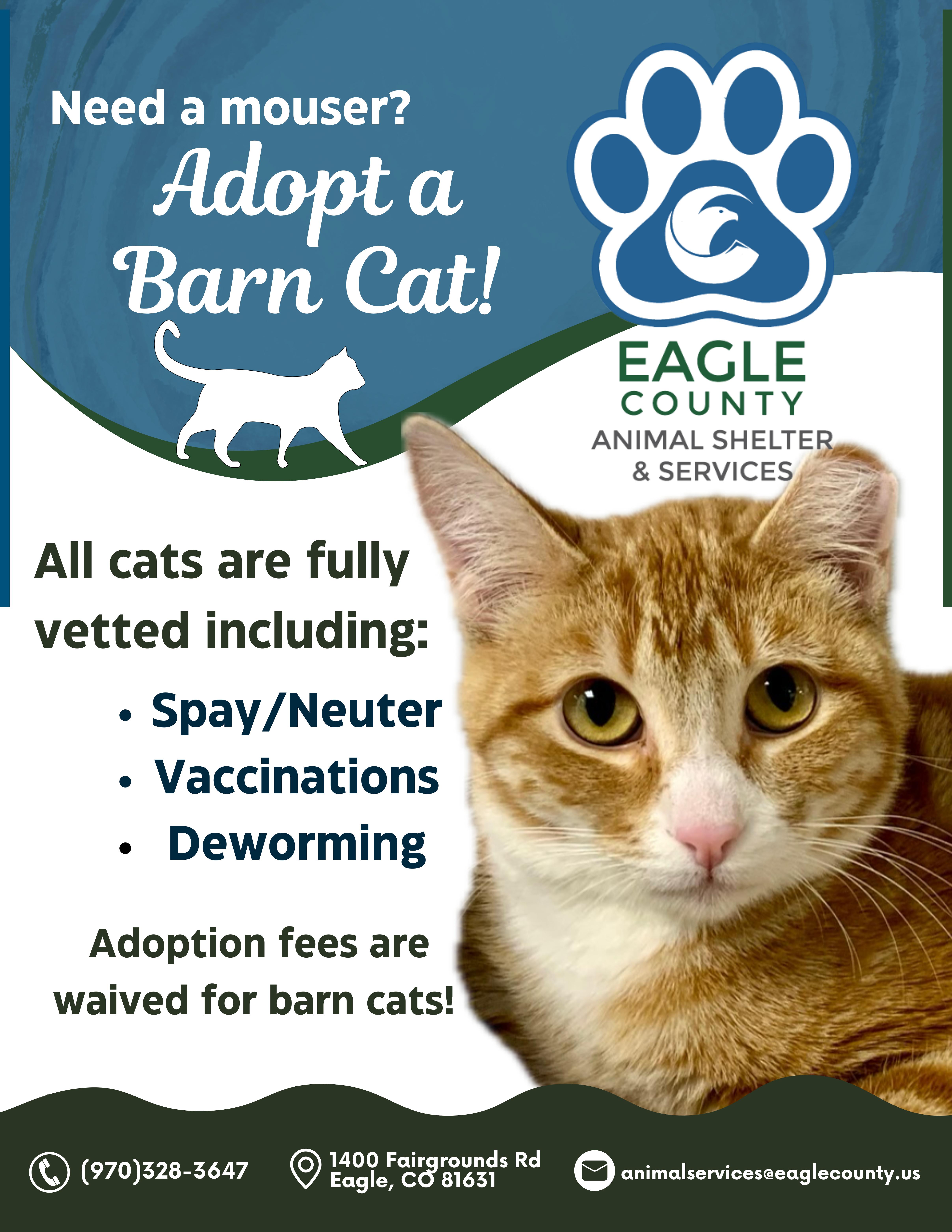 Enlarge Barn Cats, an adoptable mixed breed in Eagle, CO image 6/6