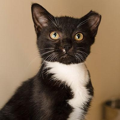 Enlarge Barn Cats, an adoptable mixed breed in Eagle, CO image 4/6