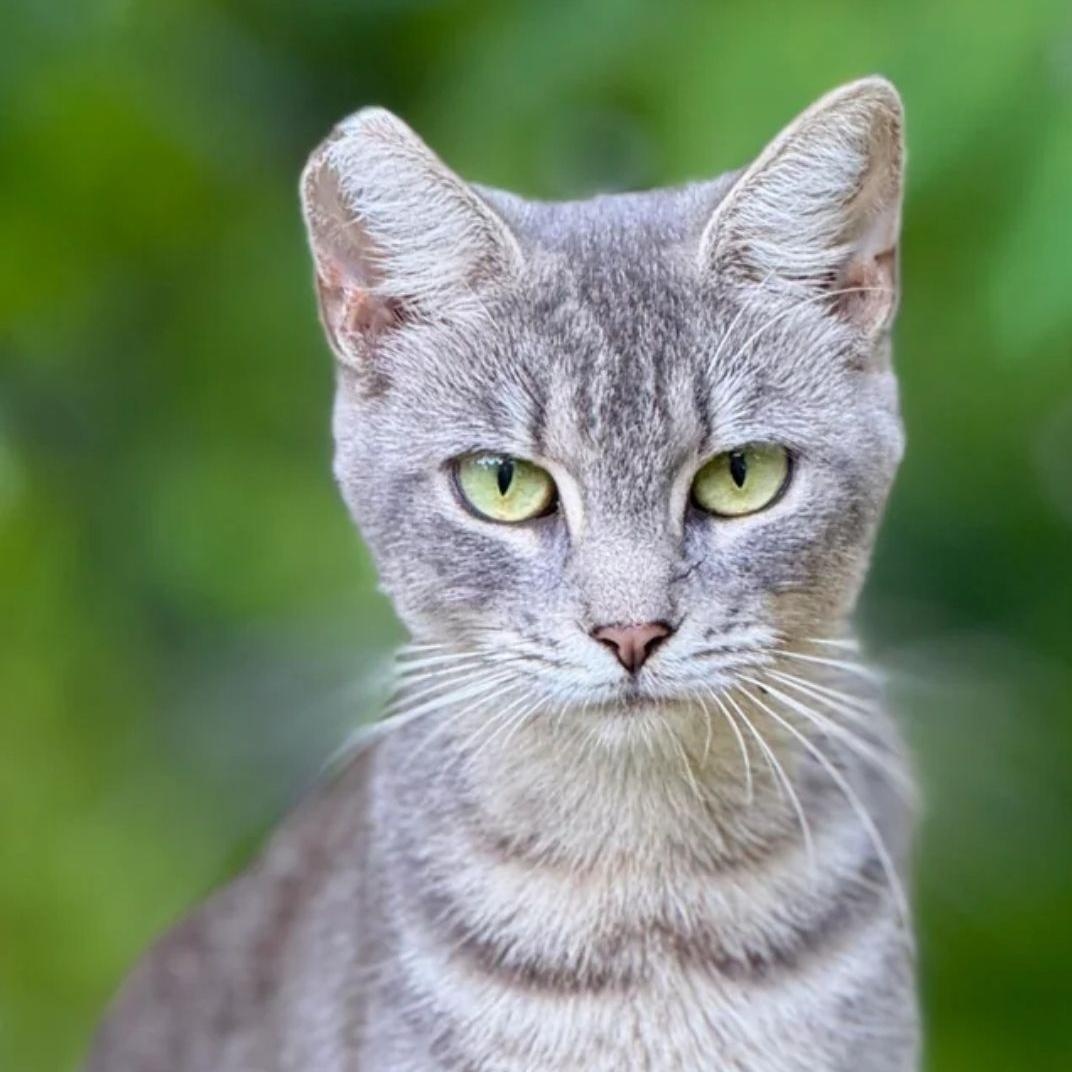 Enlarge Barn Cats, an adoptable mixed breed in Eagle, CO image 3/6