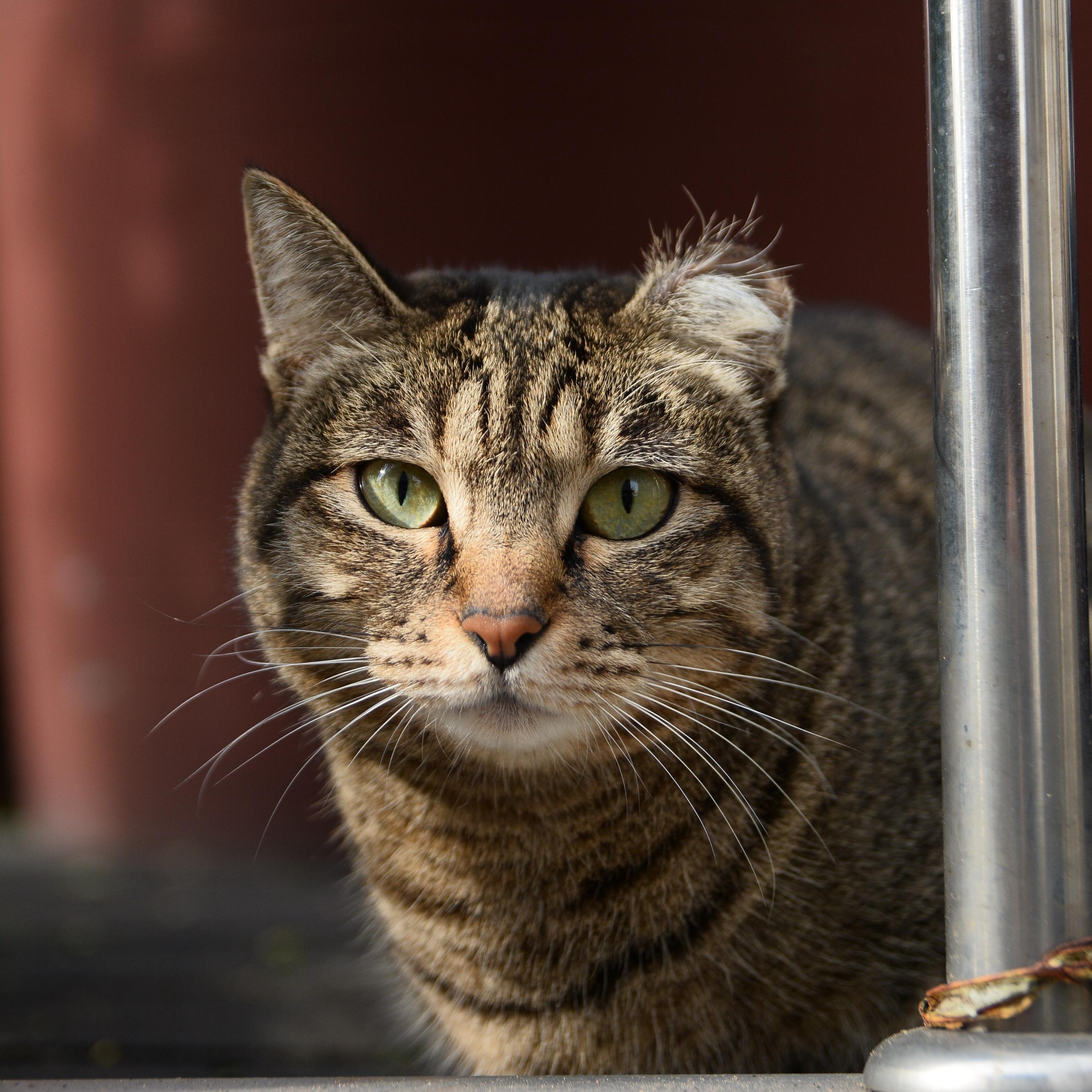 Enlarge Barn Cats, an adoptable mixed breed in Eagle, CO image 5/6