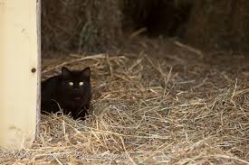 Enlarge Barn/Garage Cats, an adoptable Domestic Short Hair in Eagle, CO image 3/4