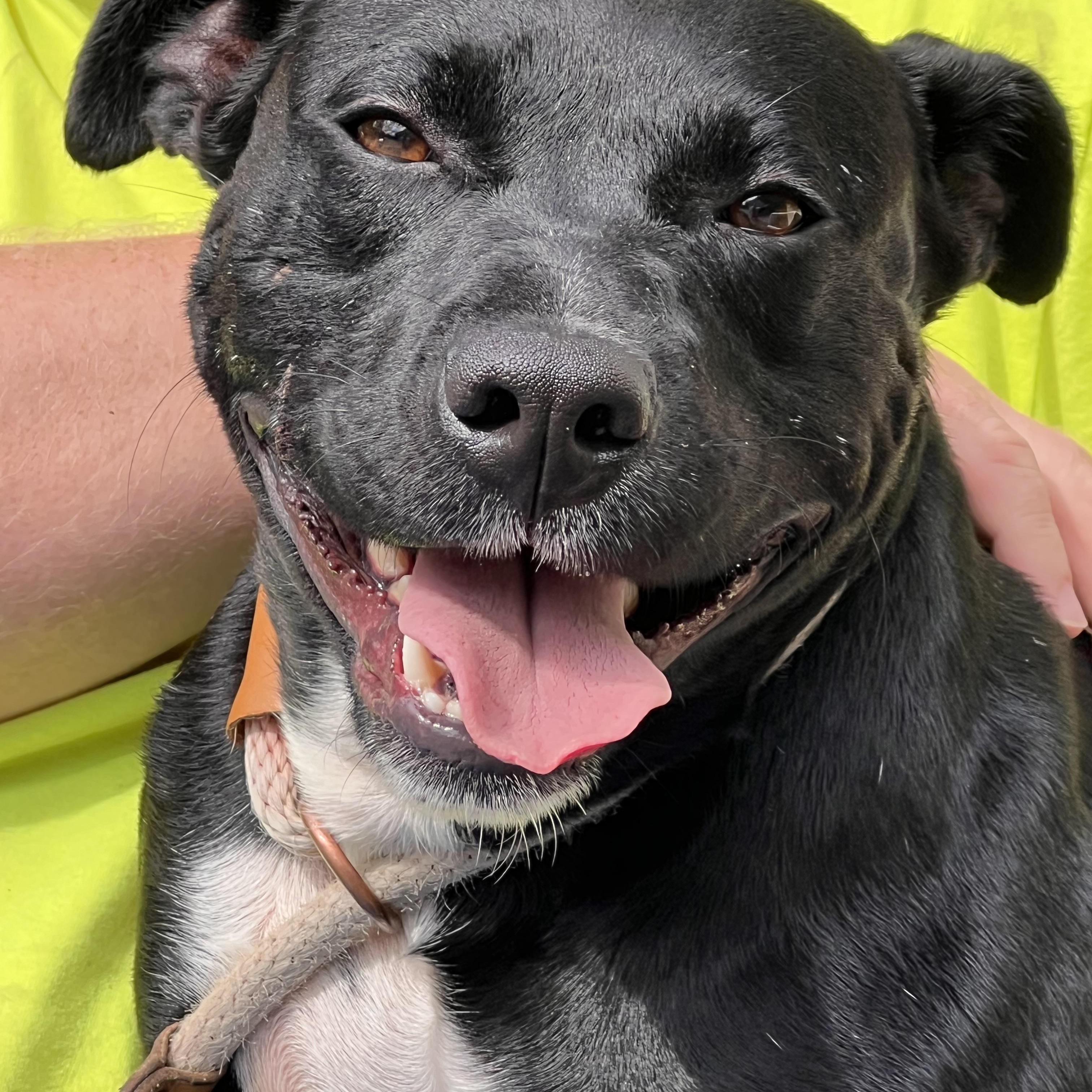 Diego, Adoptable, Young Male Labrador Retriever.