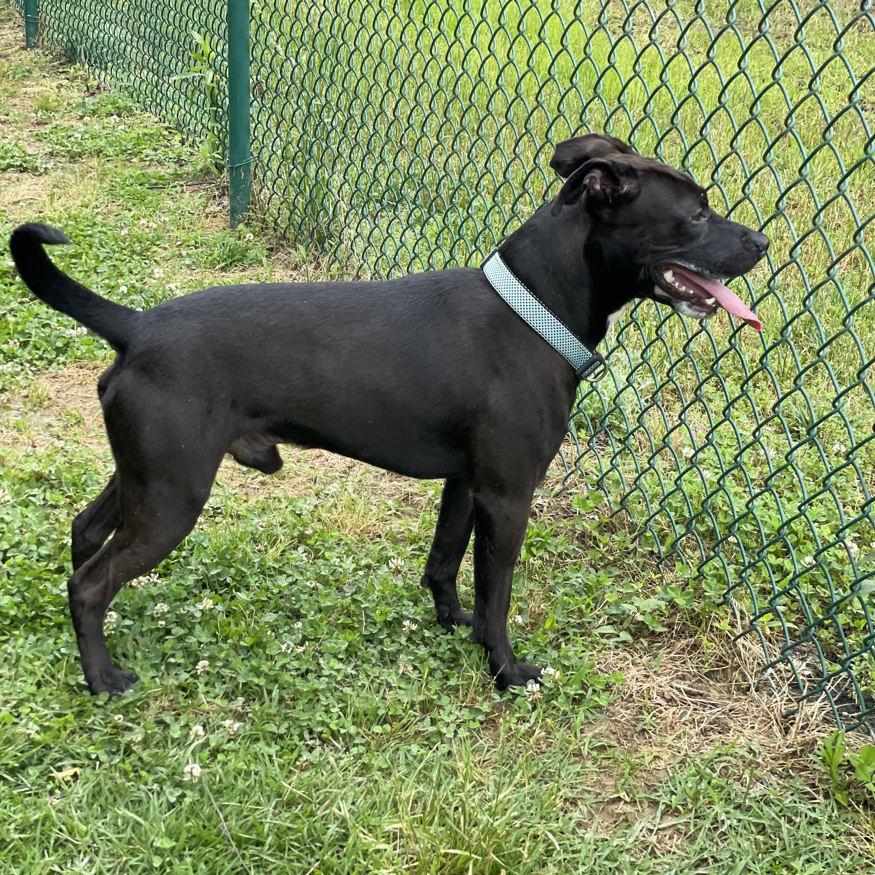 Diego, a Adoptable mixed breed in Saluda, VA image 6/6