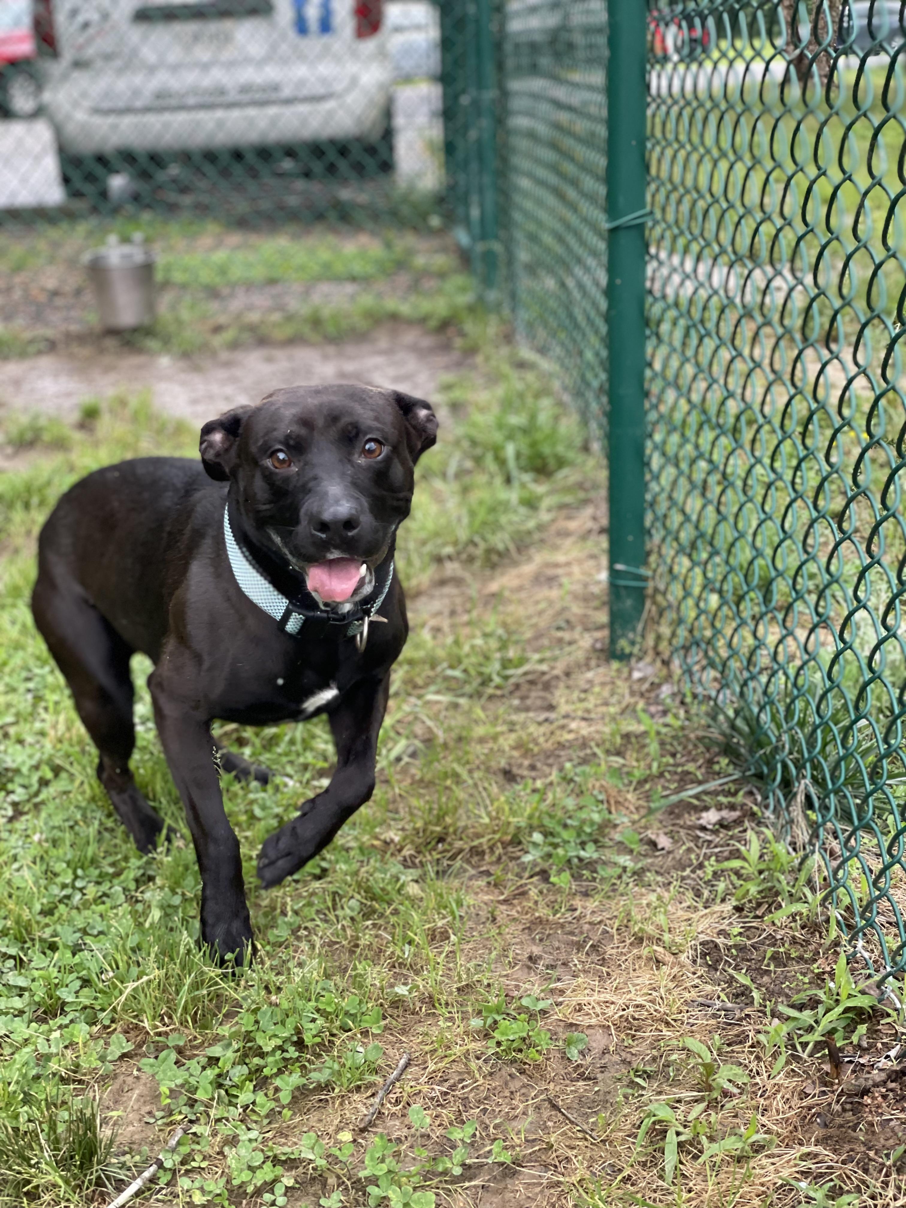 Diego, a Adoptable mixed breed in Saluda, VA image 4/6