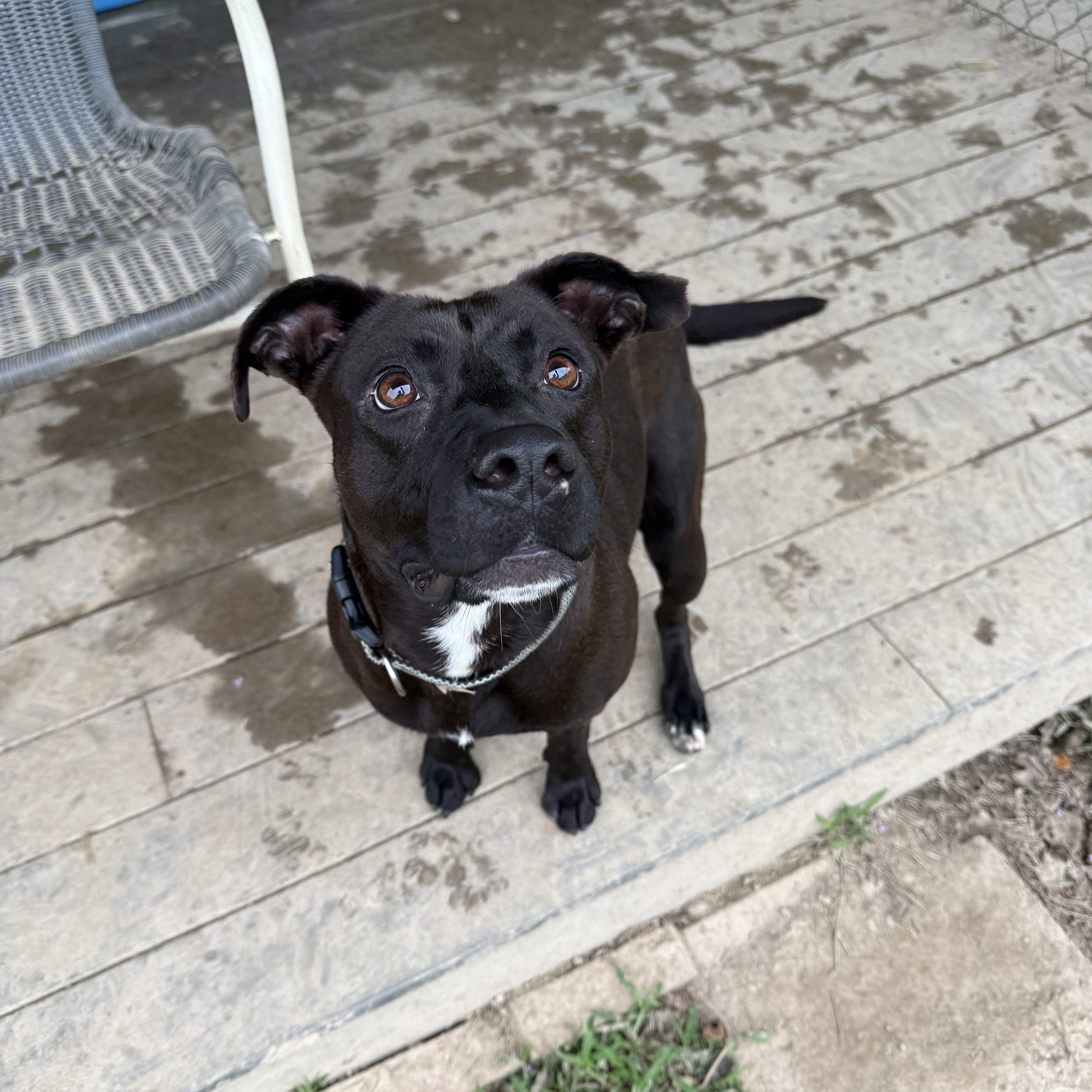 Diego, a Adoptable mixed breed in Saluda, VA image 5/6