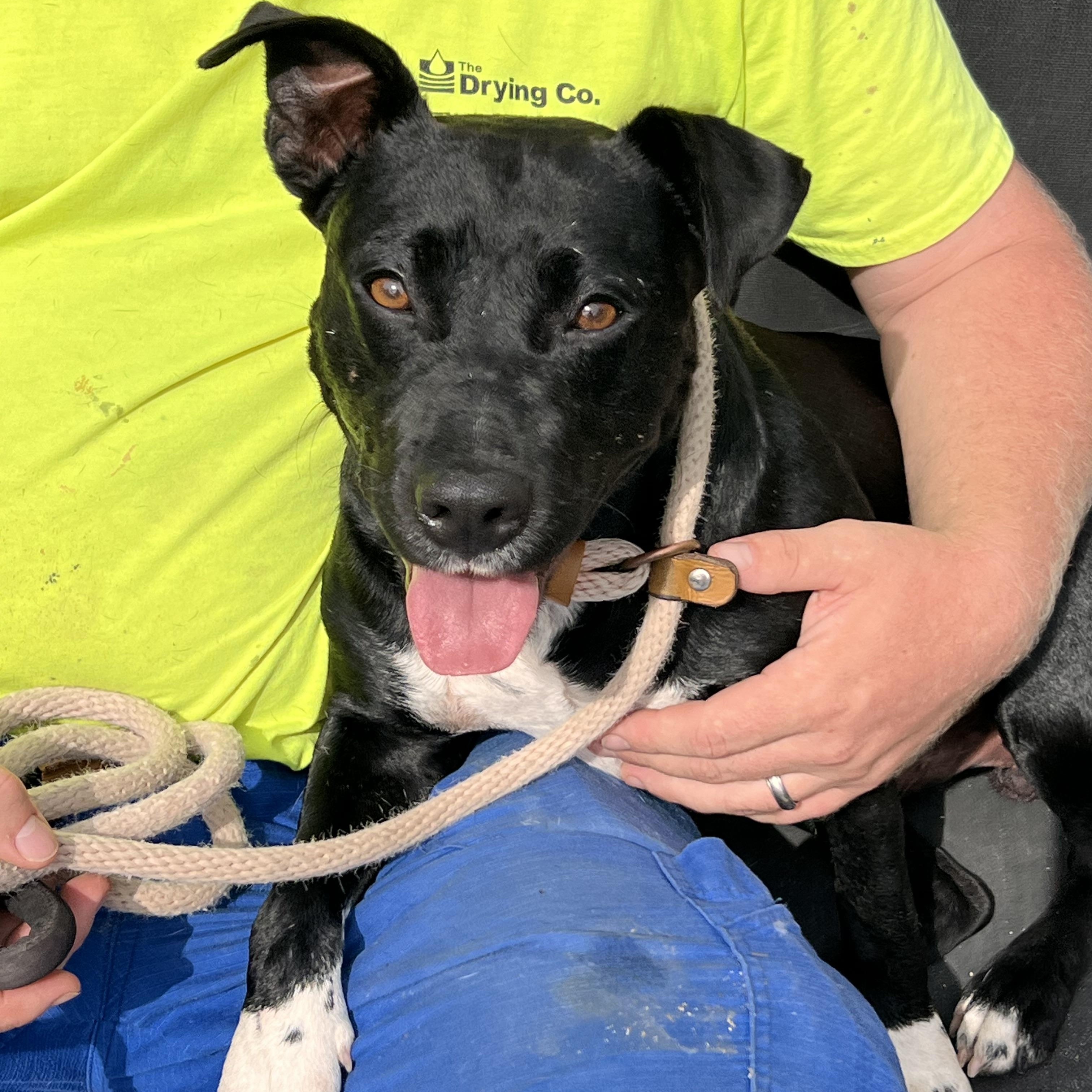 Diego, a Adoptable mixed breed in Saluda, VA image 2/6