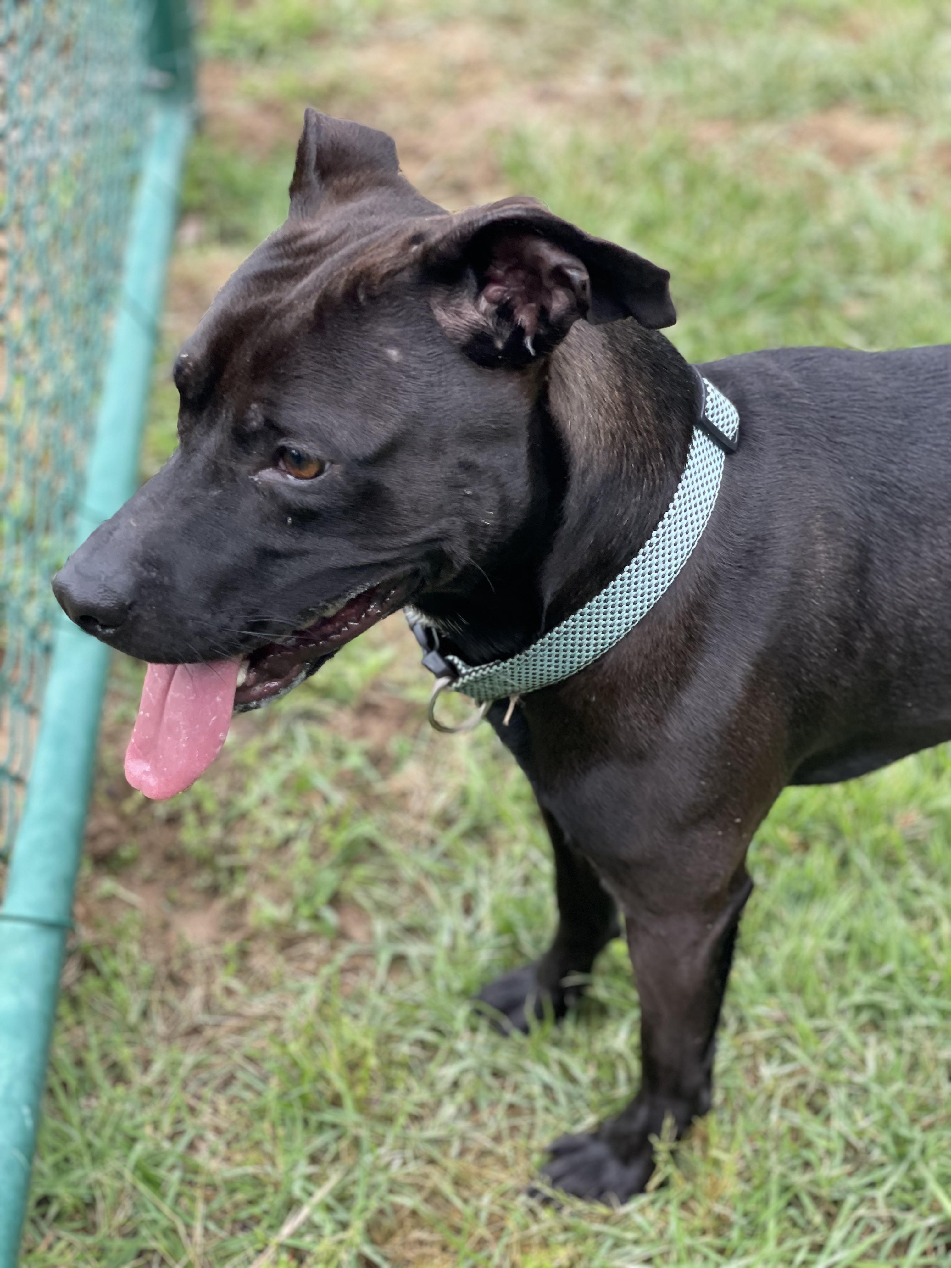 Diego, a Adoptable mixed breed in Saluda, VA image 3/6