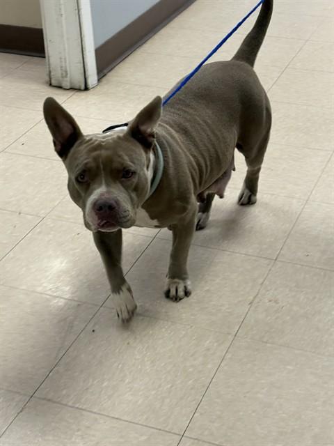 BELLA, Adoptable, Young Female Pit Bull Terrier & Mixed Breed.