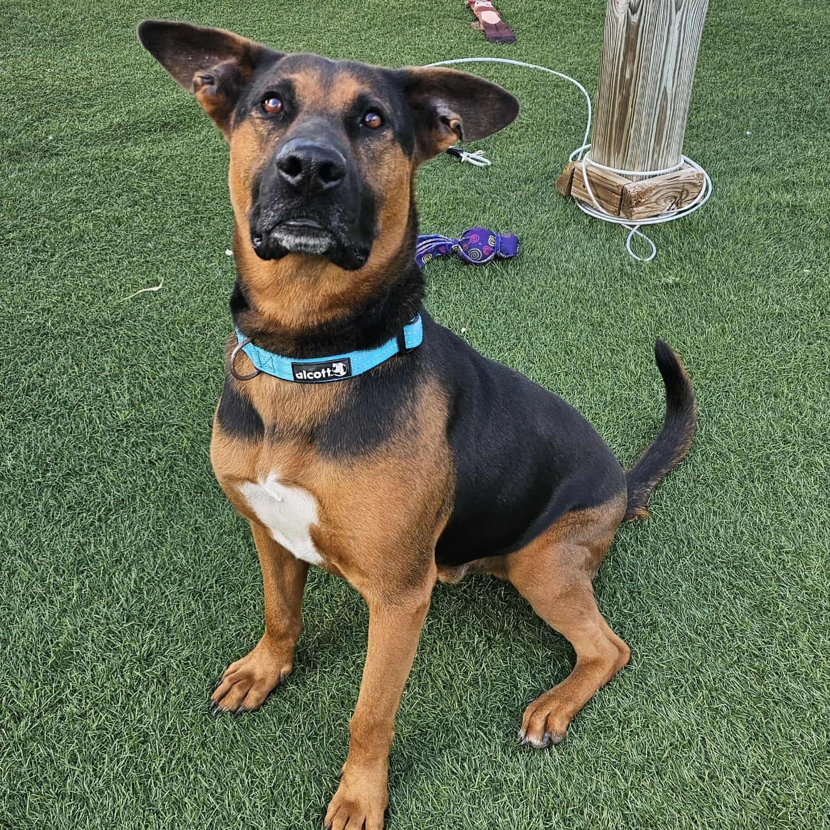 Buddy - COURTESY POST, a ADOPTABLE mixed breed in Sparta, WI image 2/6