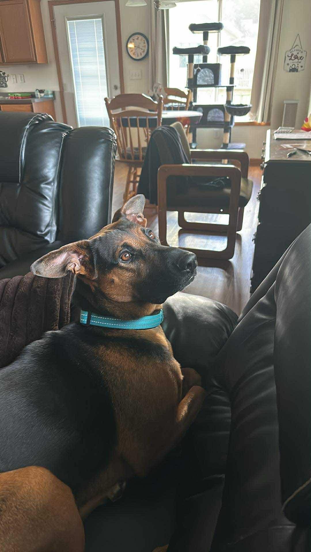 Buddy - COURTESY POST, a ADOPTABLE mixed breed in Sparta, WI image 5/6