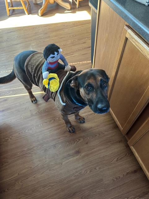 Buddy - COURTESY POST, a ADOPTABLE mixed breed in Sparta, WI image 4/6