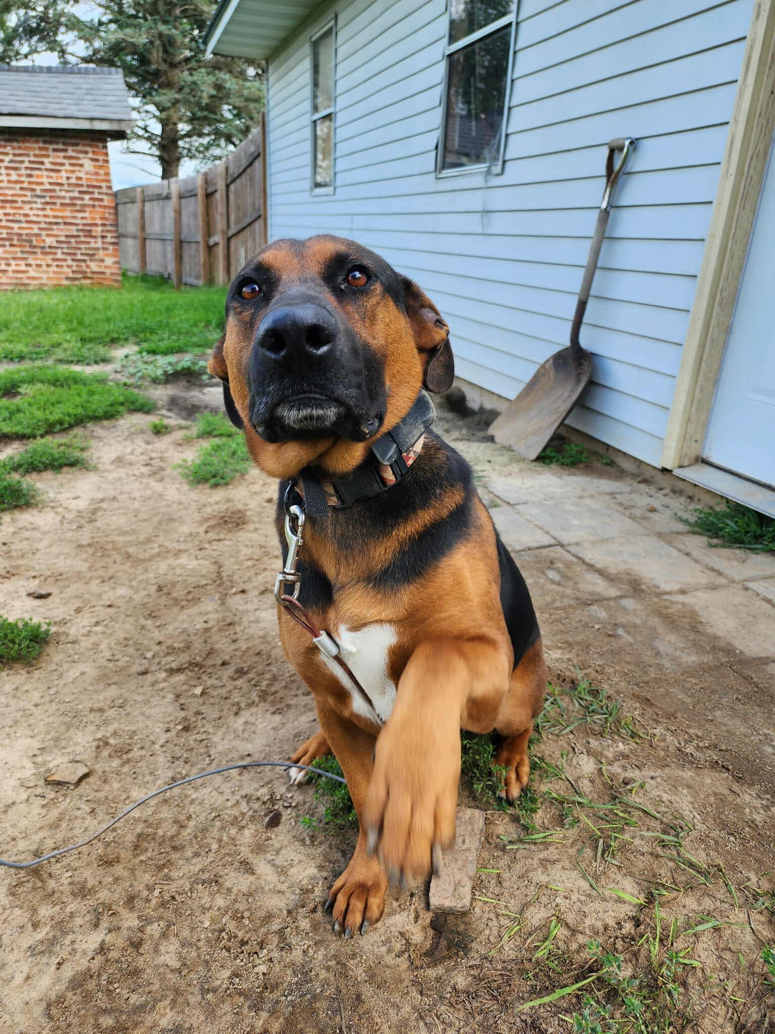 Buddy - COURTESY POST, a ADOPTABLE mixed breed in Sparta, WI image 6/6