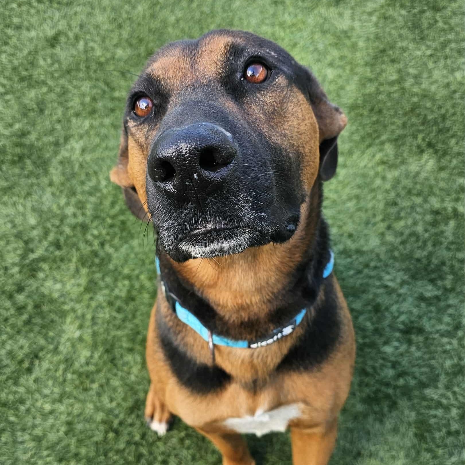 Buddy - COURTESY POST, a ADOPTABLE mixed breed in Sparta, WI image 1/6