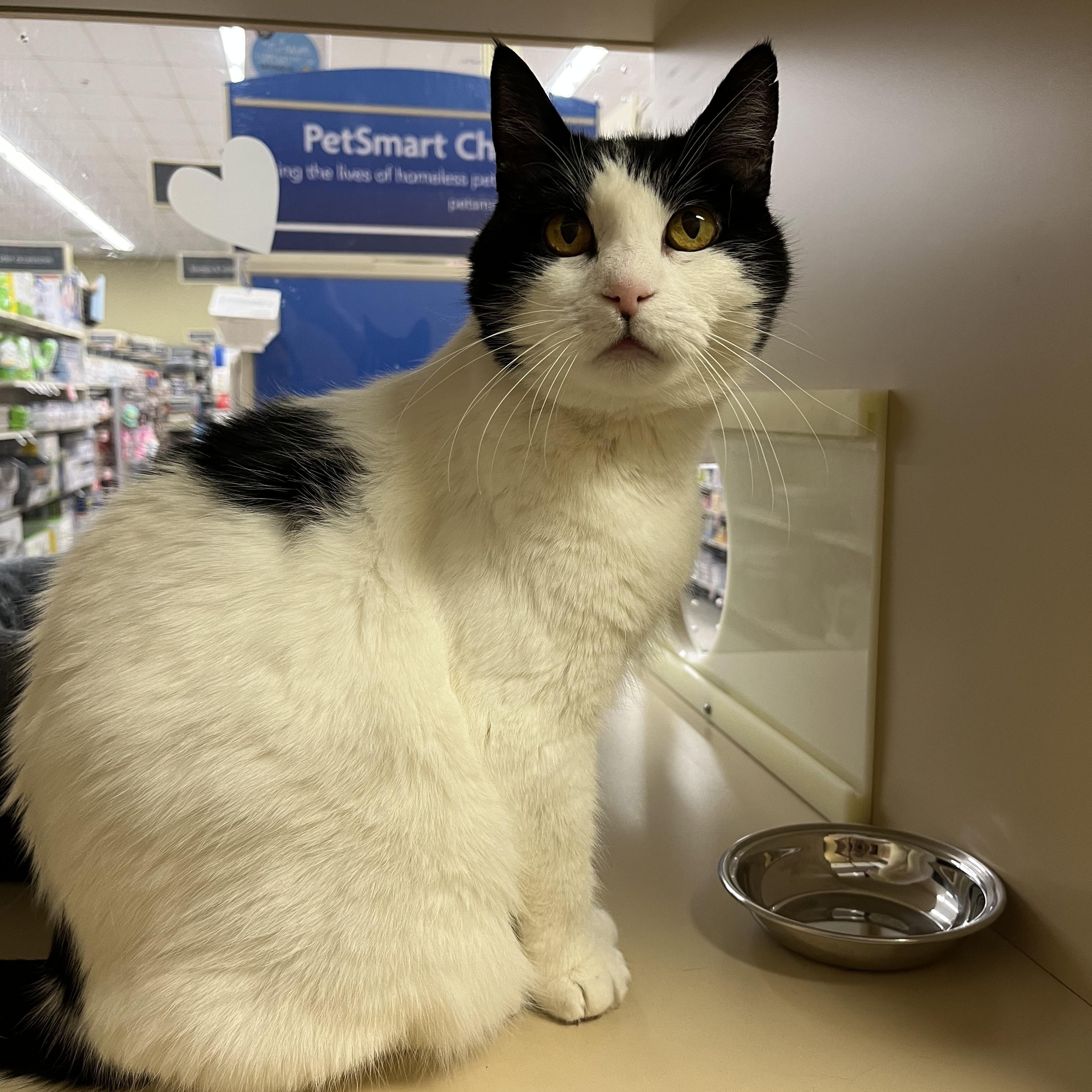 Nala, a Adoptable Domestic Short Hair in Duluth, GA image 2/5