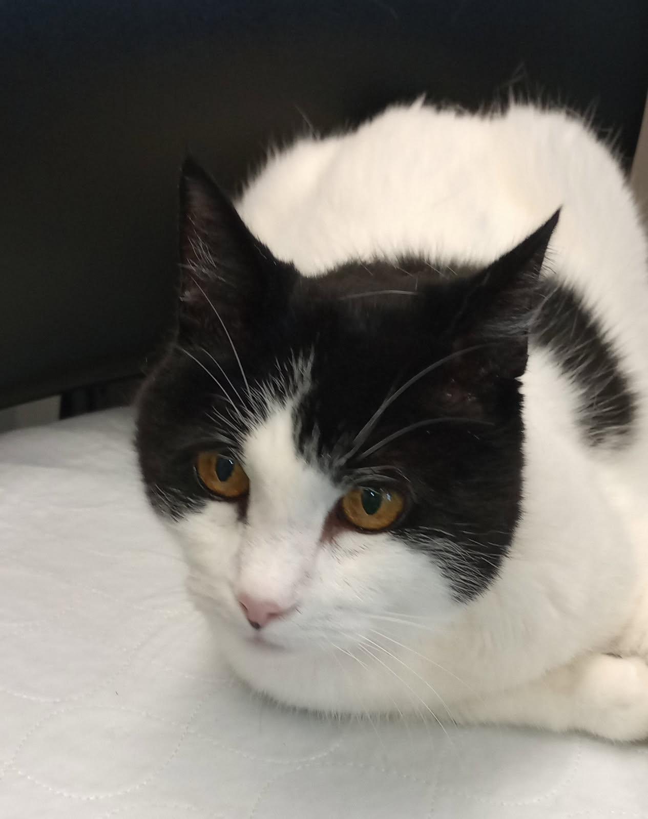 Nala, a Adoptable Domestic Short Hair in Duluth, GA image 4/5