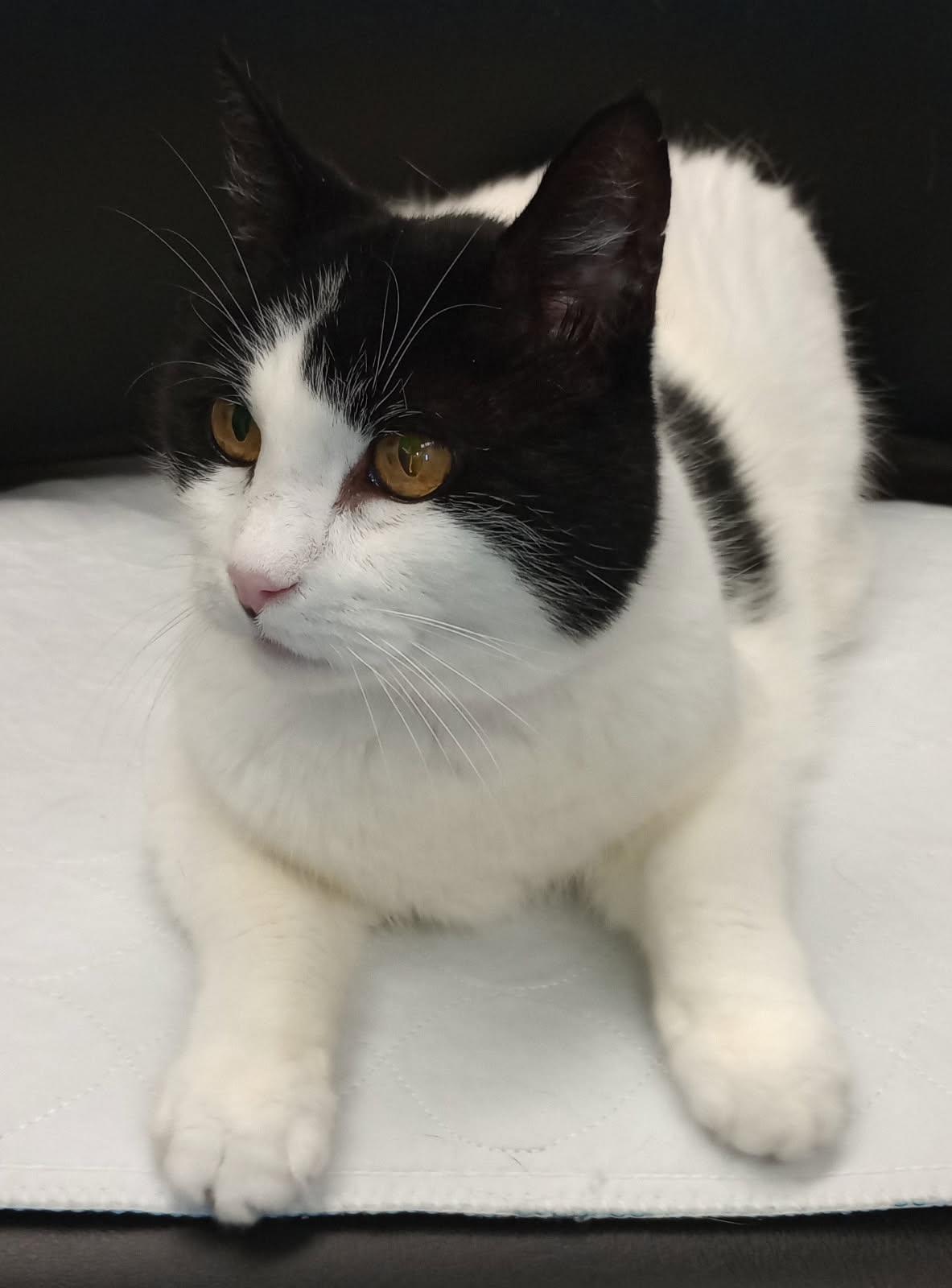 Nala, Adoptable, Adult Female Domestic Short Hair.