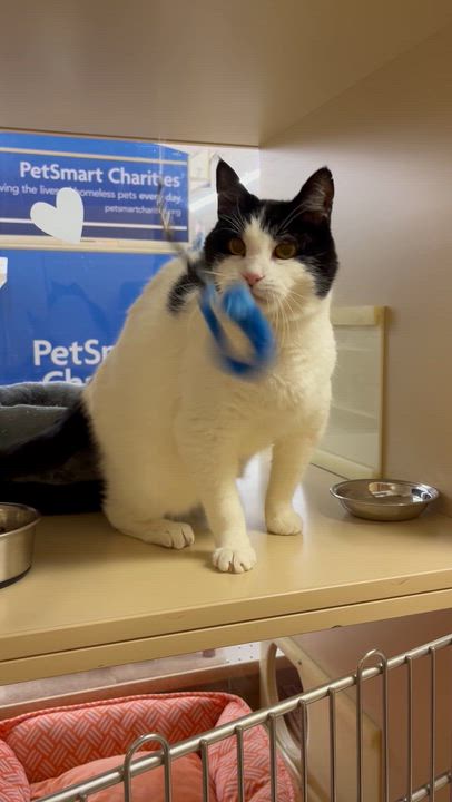 Enlarge Nala, a Adoptable Domestic Short Hair in Duluth, GA video 3/5