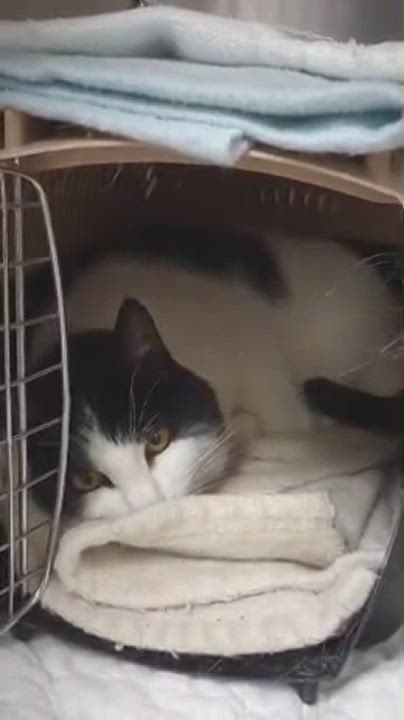 Enlarge Nala, a Adoptable Domestic Short Hair in Duluth, GA video 5/5