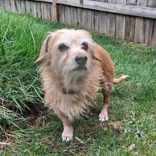 Sookie, Adoptable, Senior Female Terrier & Chihuahua.