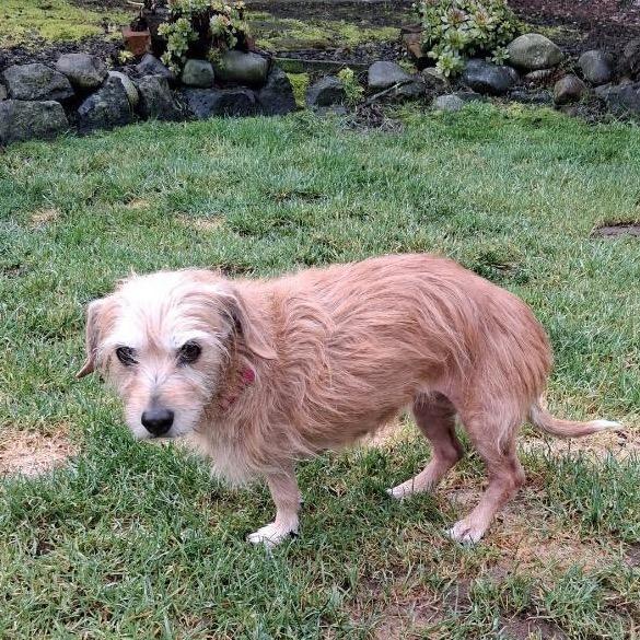 Enlarge Sookie, a Adoptable mixed breed in Port Angeles, WA image 3/5