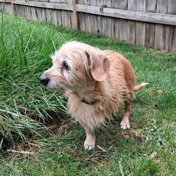 Enlarge Sookie, a Adoptable mixed breed in Port Angeles, WA image 4/5