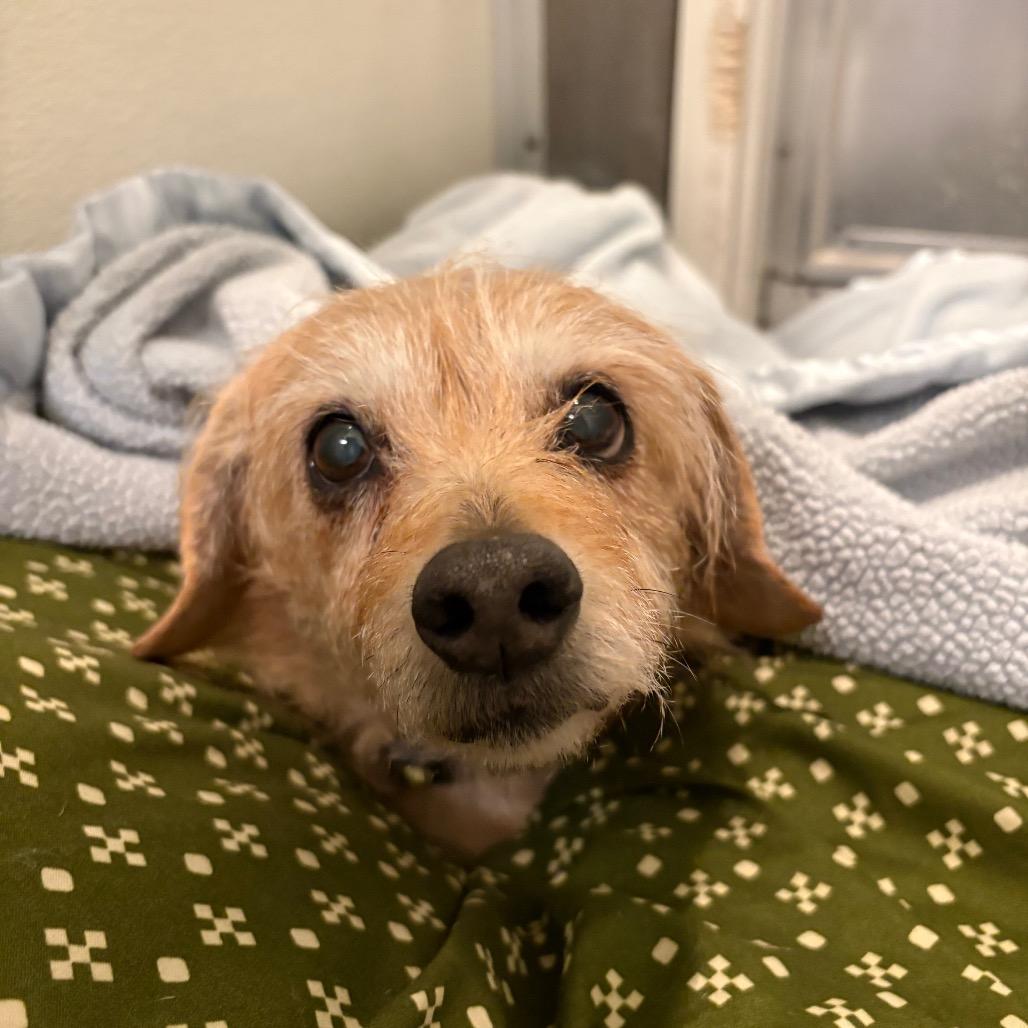 Enlarge Sookie, a Adoptable mixed breed in Port Angeles, WA image 5/5