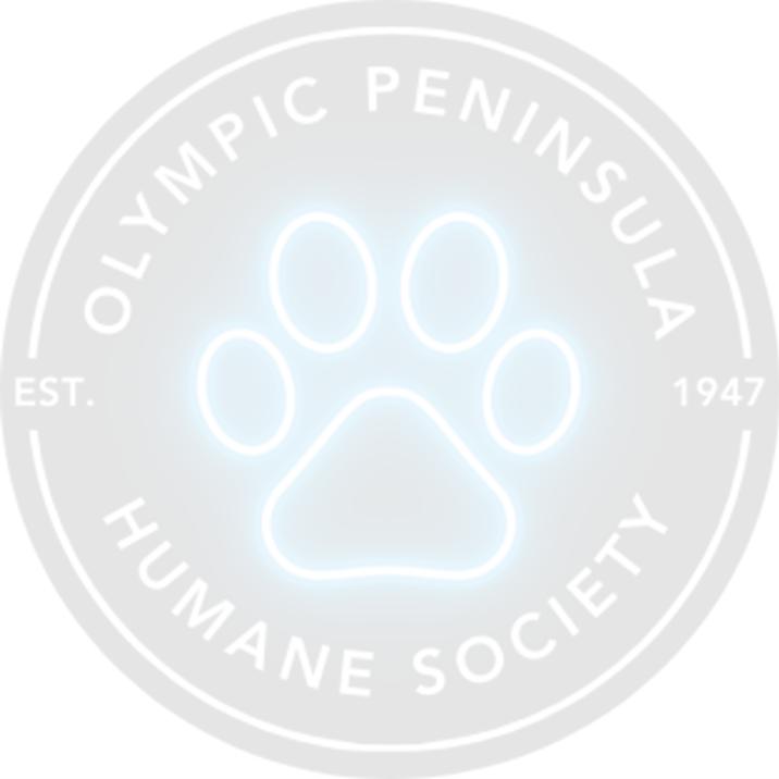 Enlarge Sookie, a Adoptable mixed breed in Port Angeles, WA image 2/5