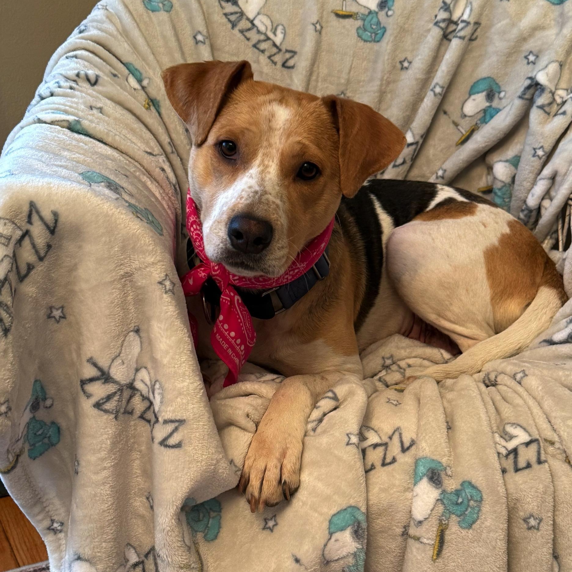 Daisy, ADOPTABLE, Young Female Mixed Breed.