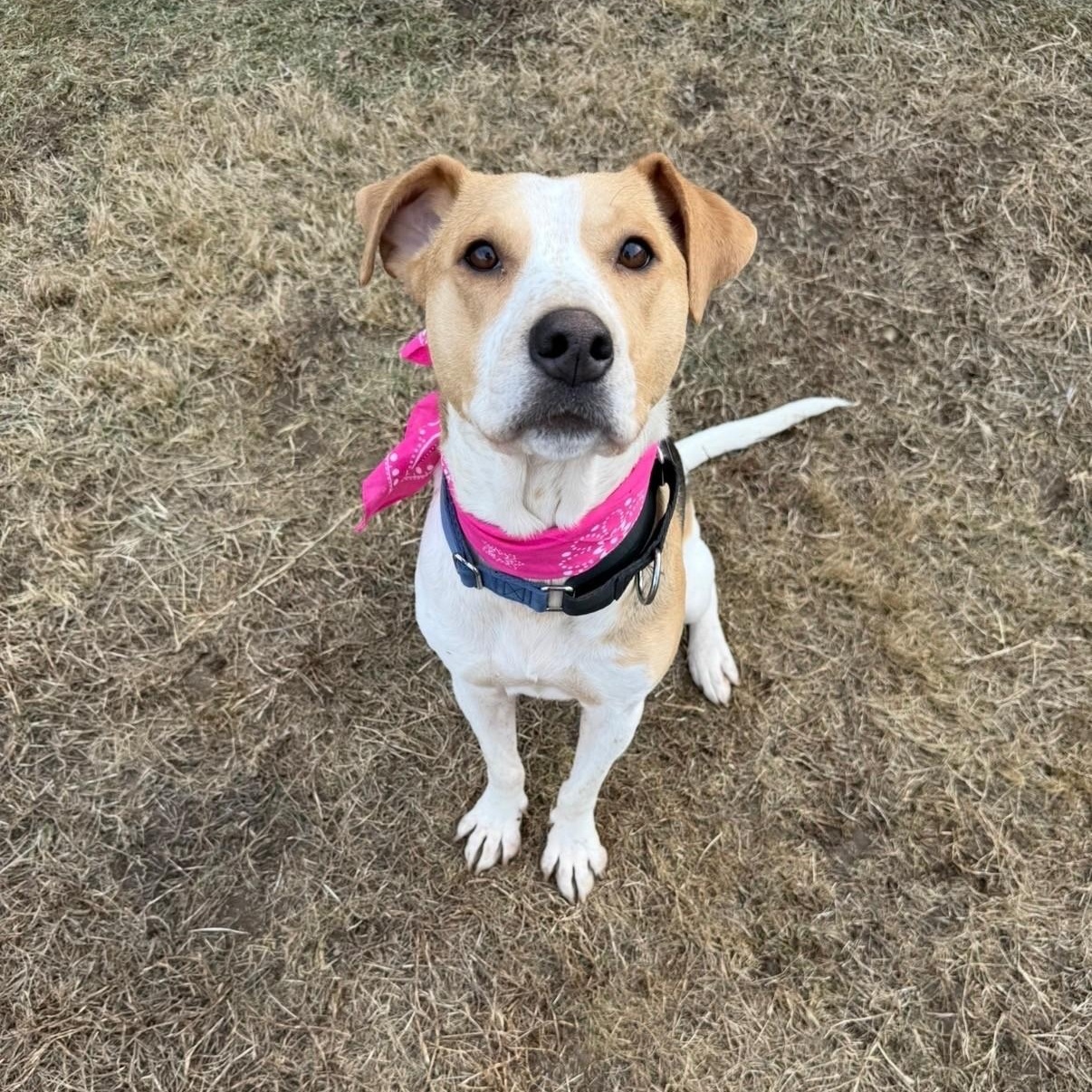 Enlarge Daisy, a ADOPTABLE Mixed Breed in High Ridge, MO image 2/3