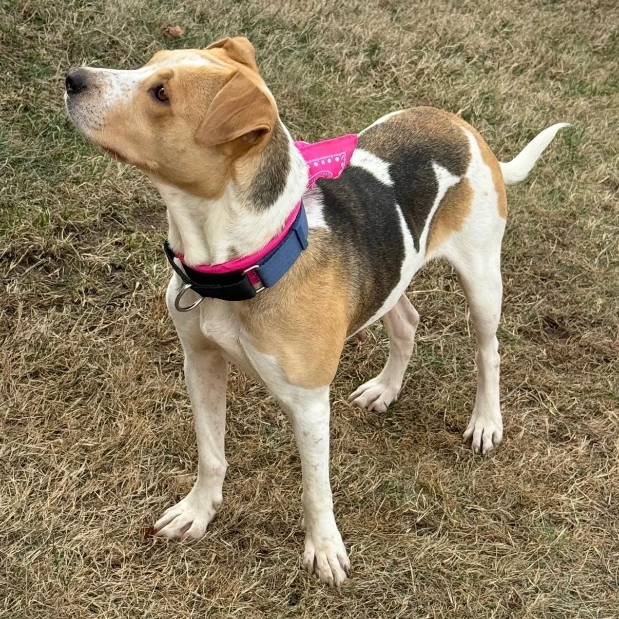 Enlarge Daisy, a ADOPTABLE Mixed Breed in High Ridge, MO image 3/3