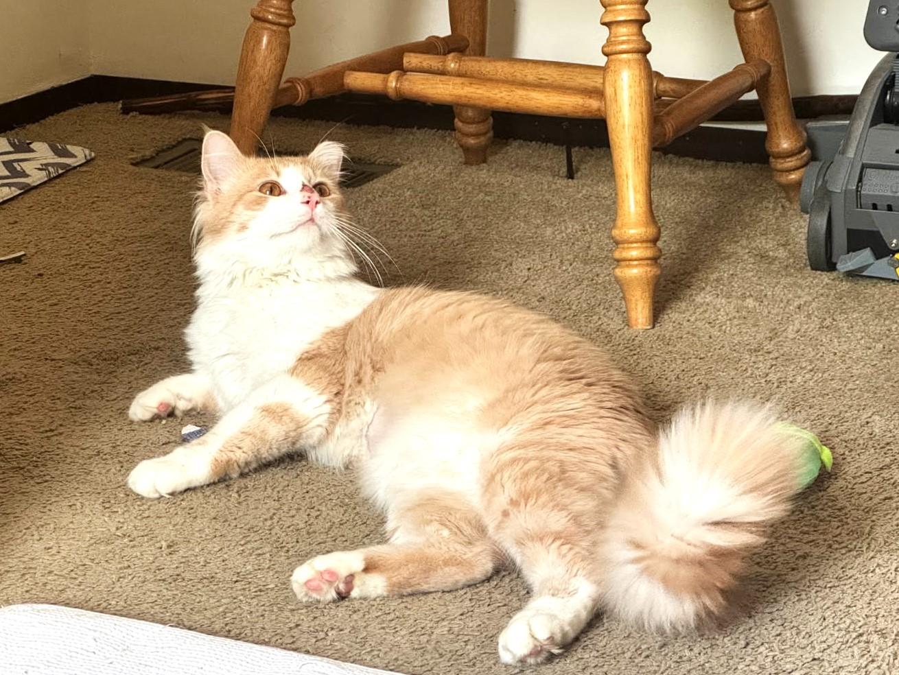 Garfield   (Friendliest Pet Ever)