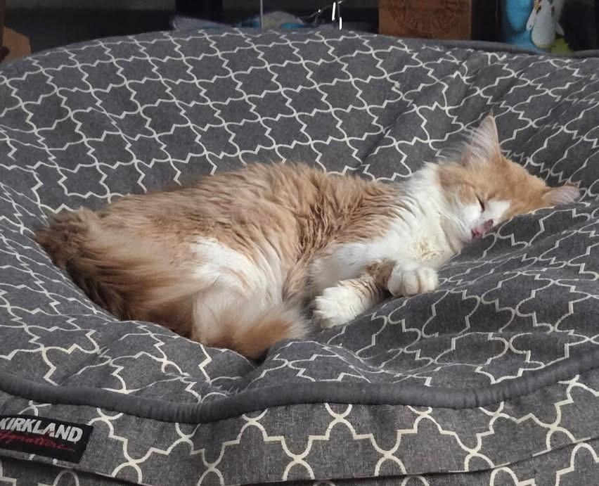 Garfield   (Friendliest Pet Ever) photo 5