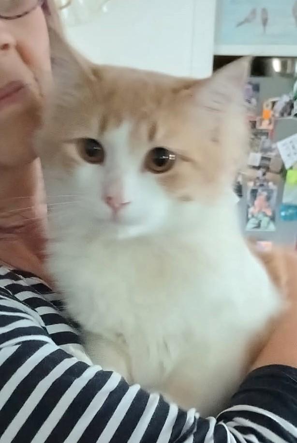 Garfield   (Friendliest Pet Ever) photo 4