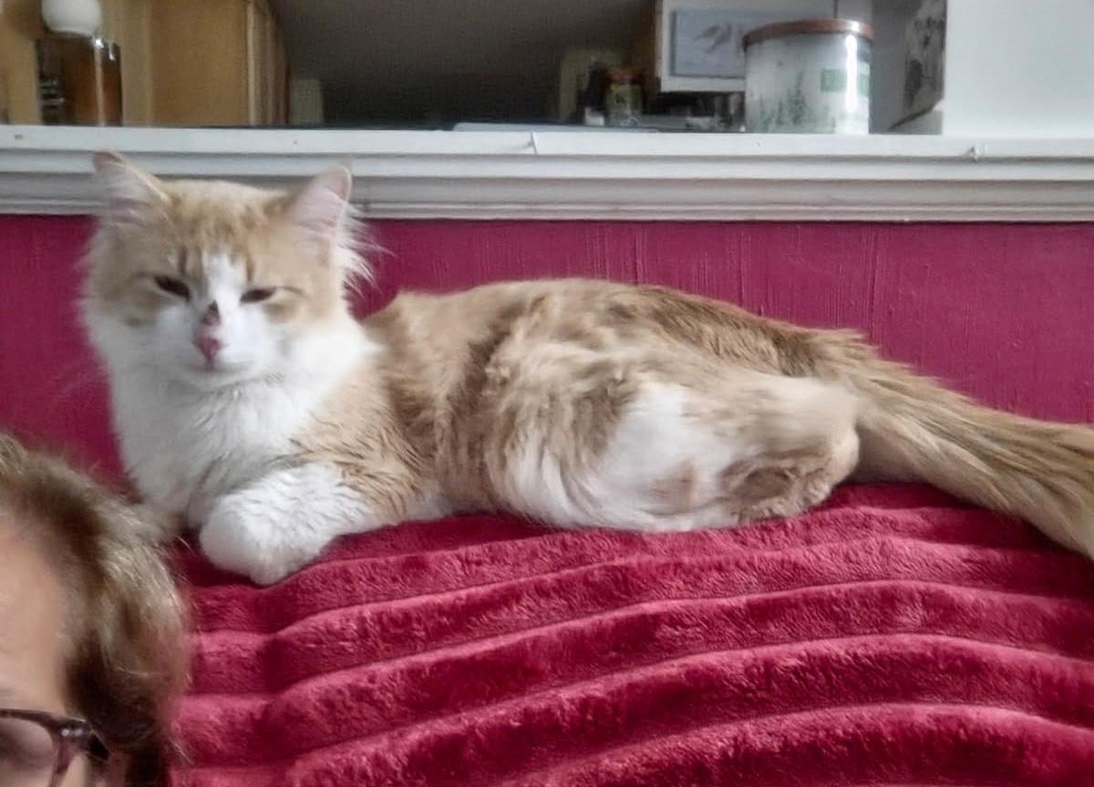 Garfield   (Friendliest Pet Ever), Young Male Maine Coon
